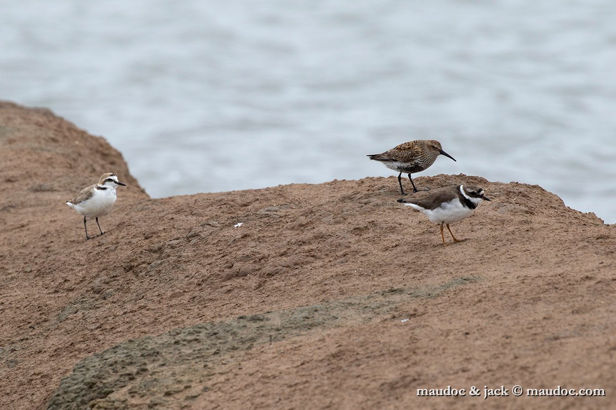 IMG_1109.jpg - witth Kentish Plover & Dunlin