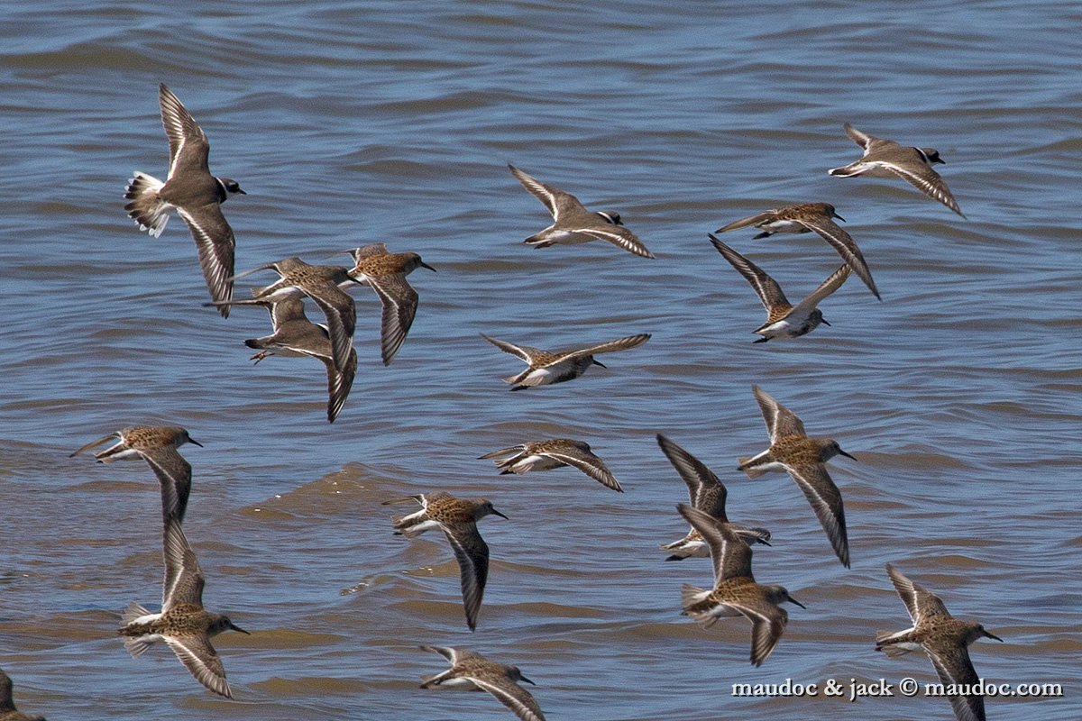 IMG_1988.jpg - with Dunlin