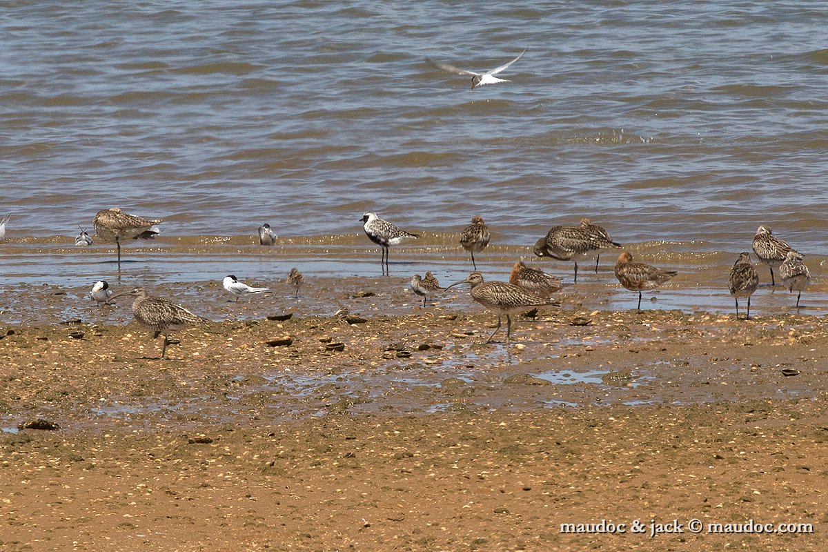 IMG_2116.jpg - with Whimbrel, Bar-tailed Godwit, Dunlin & Little Tern