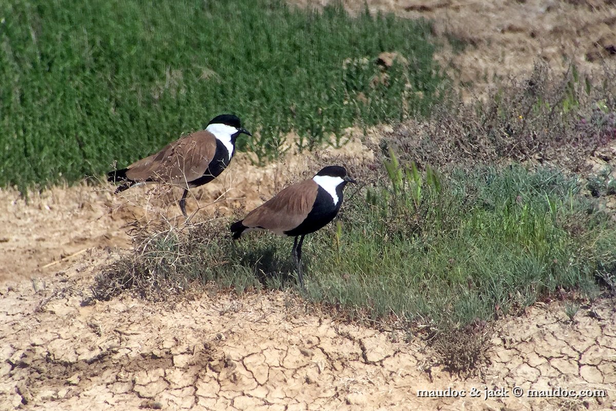 IMG_6441.jpg - Evros, Greece