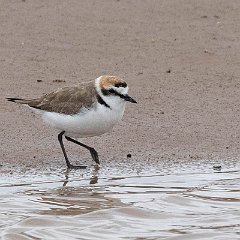 Charadrius_alexandrinus