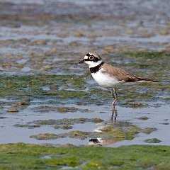 Charadrius_dubius