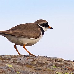 Charadrius_hiaticula