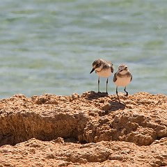 Charadrius_leschenaultii