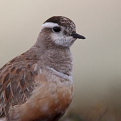 Charadrius_morinellus