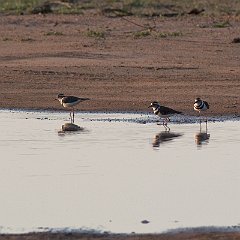 Charadrius_tricollaris