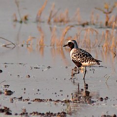 Pluvialis_squatarola