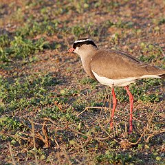 Vanellus_coronatus