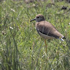 Vanellus_leucurus