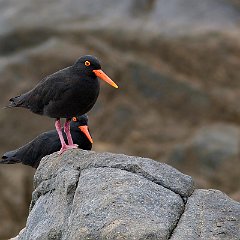 Haematopus_moquini