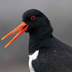 Haematopus_ostralegus