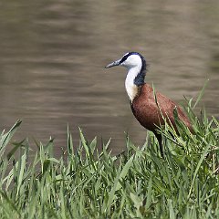 Actophilornis_africanus