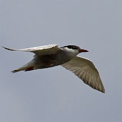 IMG_5596