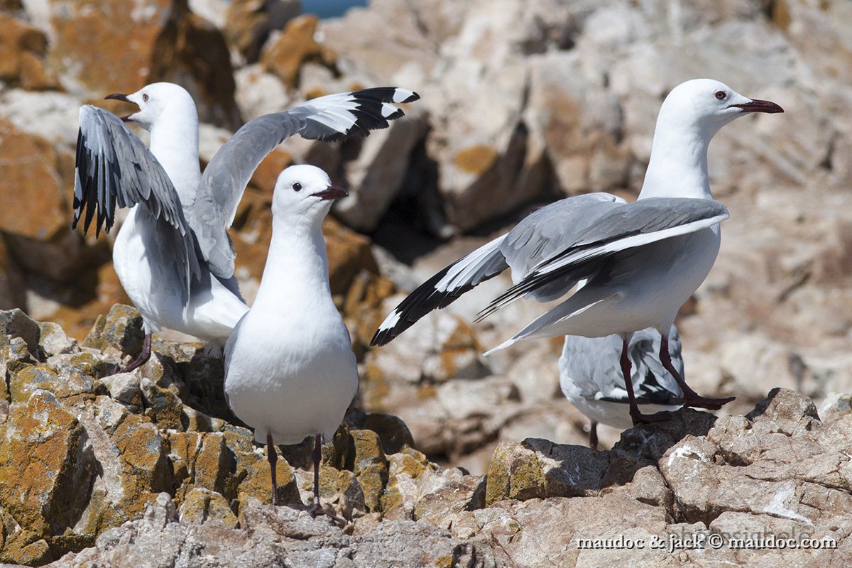 IMG_2214.jpg - with Hartlaub's Gulls