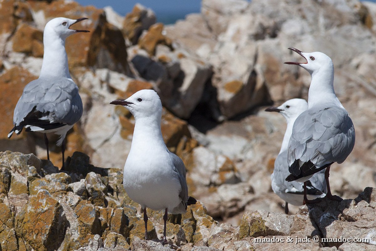 IMG_2215.jpg - with Hartlaub's Gulls