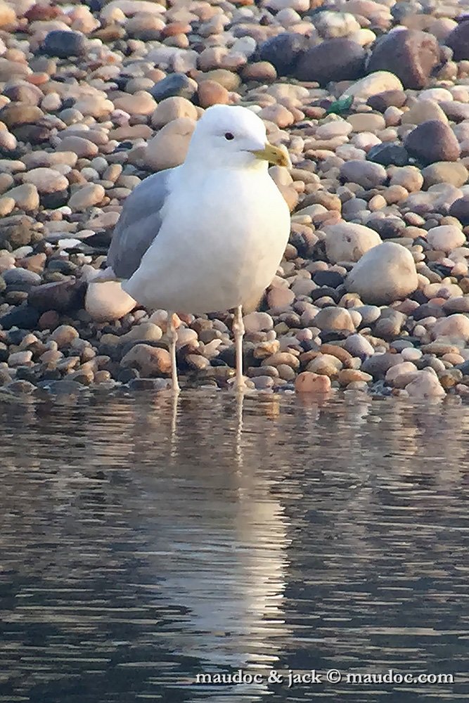 IMG_1964.jpg - Verona, iPhonescoping