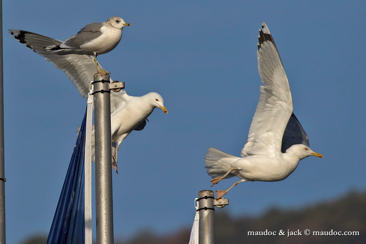 IMG_8946.jpg - L. cachinnans (center), L. michahellis (right & L. canus (top left)