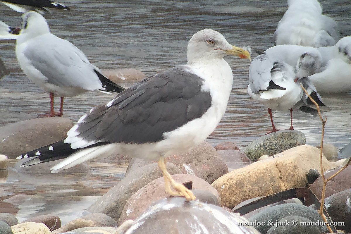 IMG_2013.jpg - Verona, iPhonescoping