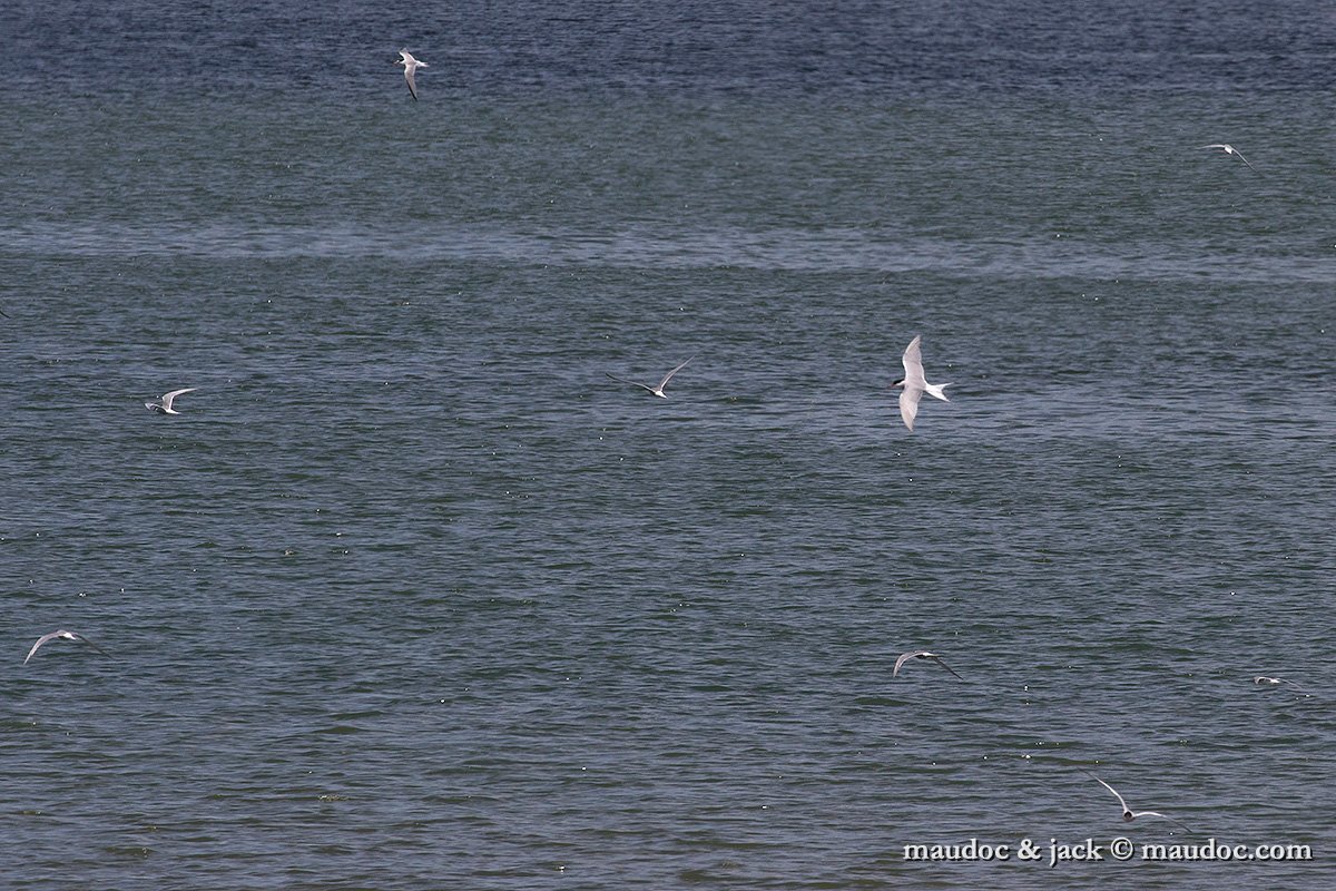 IMG_2096.jpg - with Little Tern