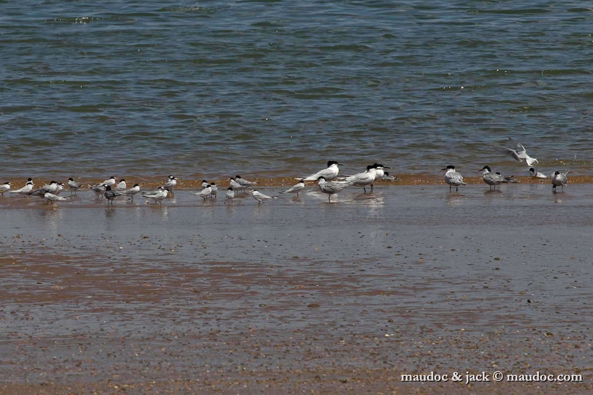 IMG_2083.jpg - with Sandwich, Common & Black Tern