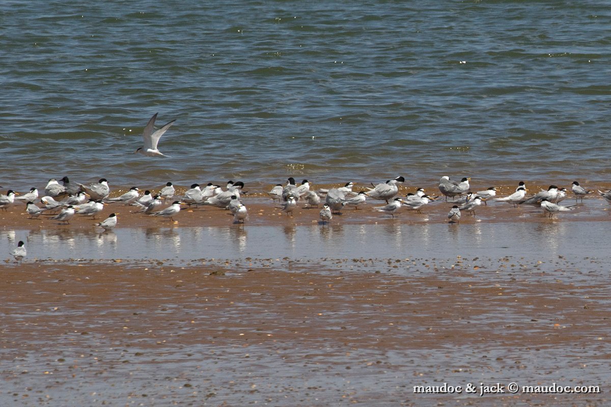 IMG_2083b.jpg - with Common Tern