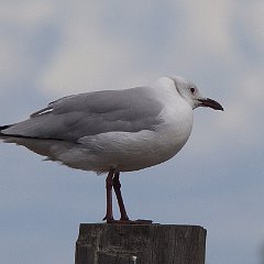 Chroicocephalus_cirrocephalus