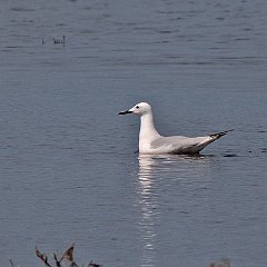 Chroicocephalus_genei