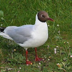 Chroicocephalus_ridibundus