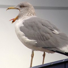 Larus_argentatus