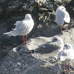 Larus_atricilla