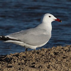 Larus_audouinii