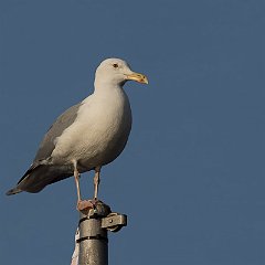 Larus_cachinnans