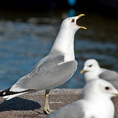 Larus_canus