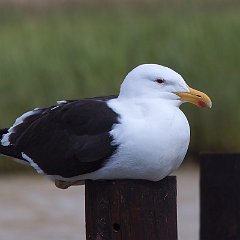 Larus_dominicanus