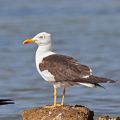 Larus_fuscus