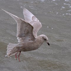 Larus_glaucoides