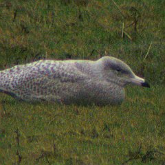 Larus_hyperboreus