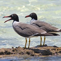 Larus_leucophtalmus