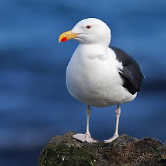 Larus_marinus