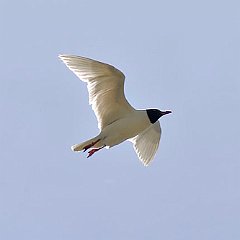 Larus_melanocephalus