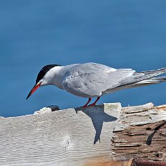 Sterna_hirundo