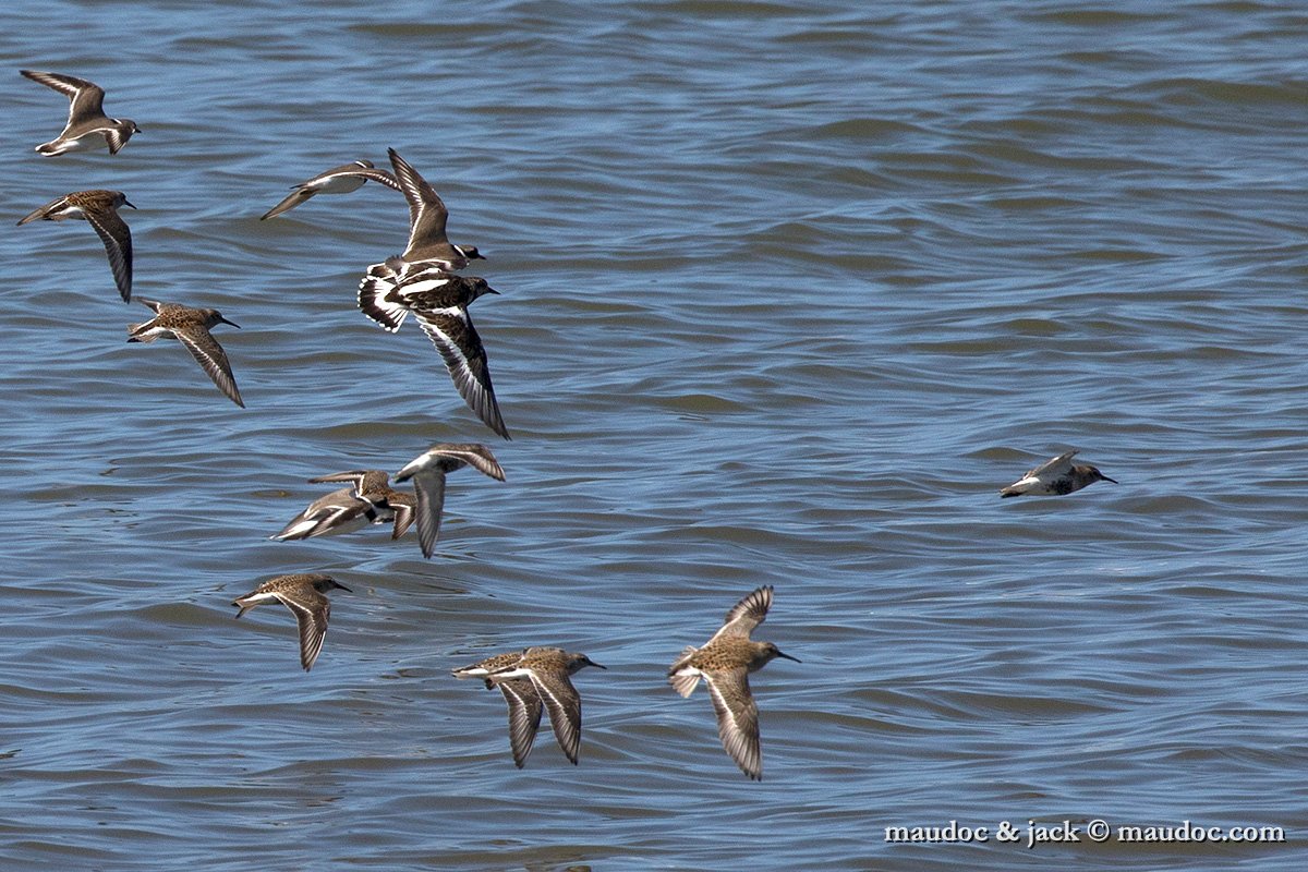 IMG_1993.jpg - with Dunlin & Ringed Plover