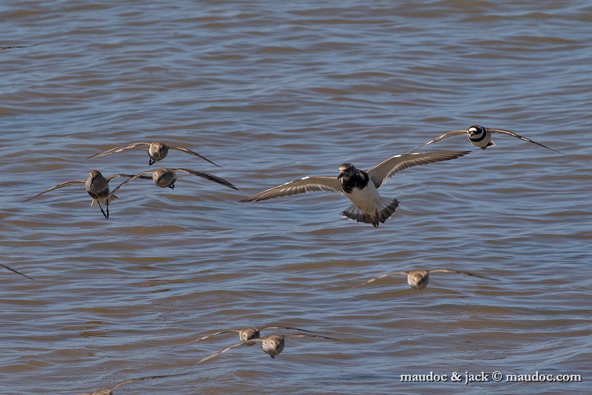 IMG_1996.jpg - with Dunlin & Ringed Plover