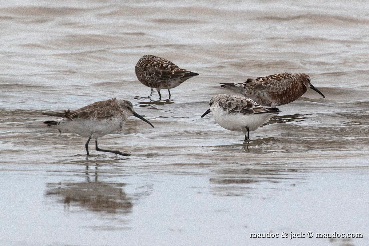 IMG_1008.jpg - with Curlew Sandpiper