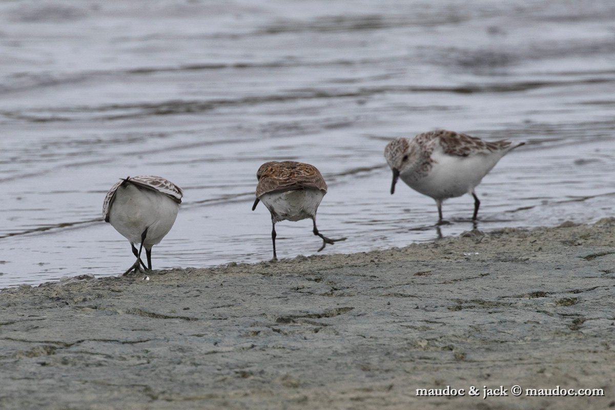 IMG_1069.jpg - with Dunlin