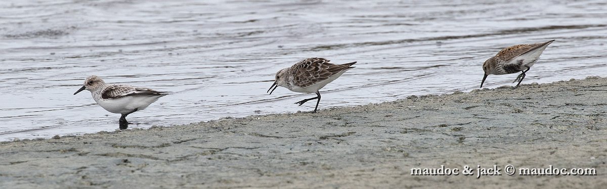 IMG_1072a.jpg - with Sanderling