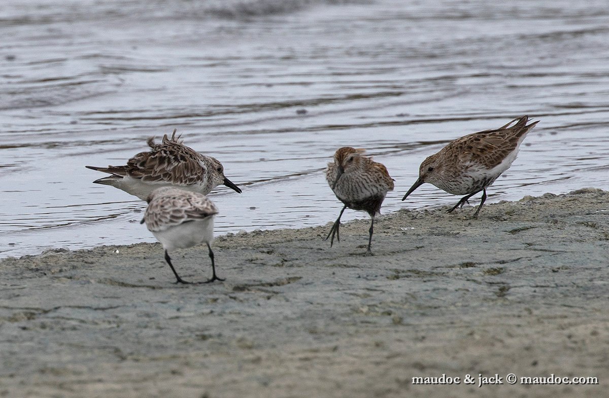 IMG_1075.jpg - with Sanderling