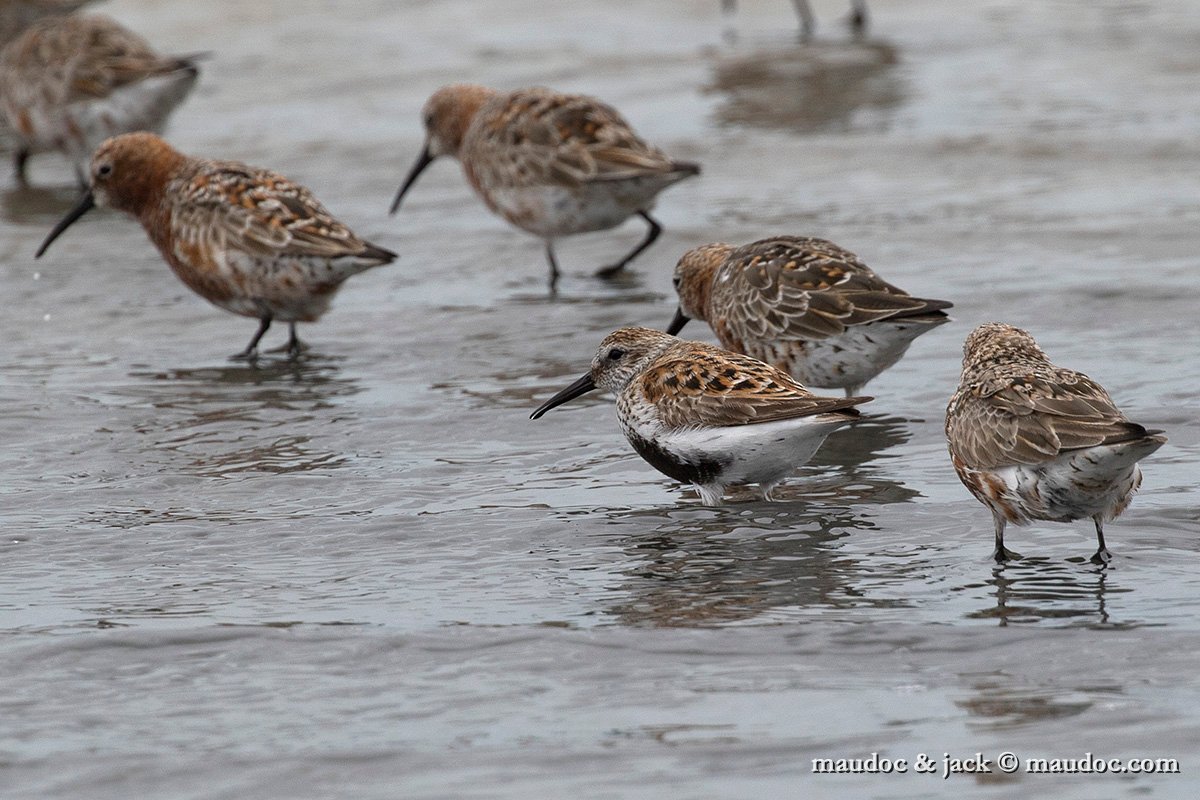 IMG_1180.jpg - with Curlew Sandpiper