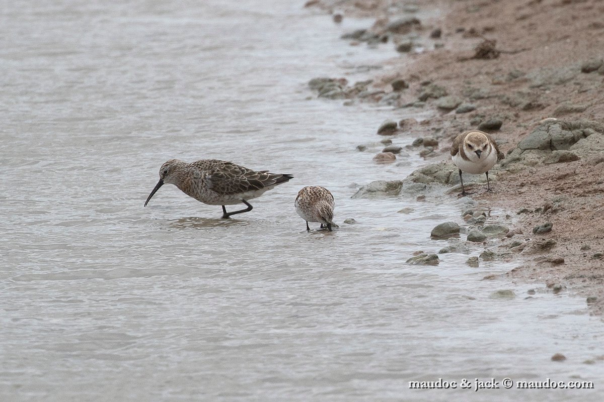 IMG_1115.jpg - with Little Stint & Kentish Plover