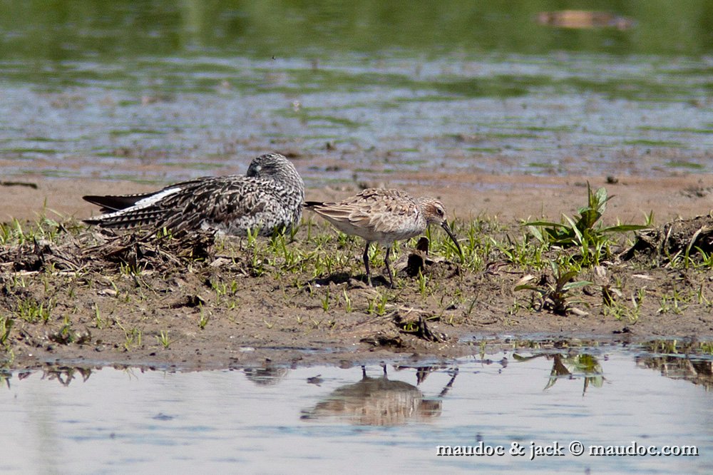 IMG_7673.jpg - with Greenshank